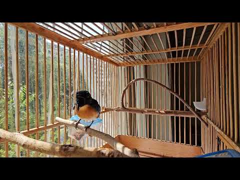 Видео: Тоғ мовий циорниси - Cyornis whitei