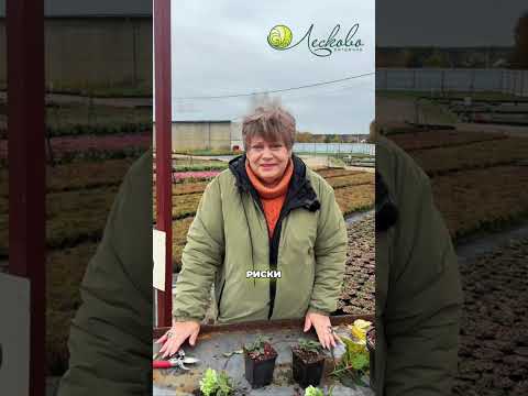 Видео: ОБРЕЗКА КАРЛИКОВЫХ СОРТОВ метельчатых гортензий. Мечта Лесково. Видео питомника Лесково 