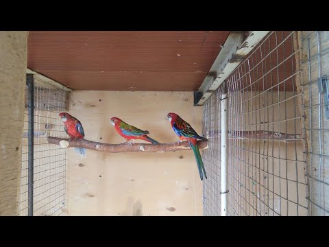 Видео: Разведение Розелл .Вылет птенцов , кормление и содержания