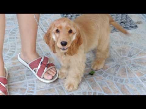 Видео: 09 Первый раз идем сами на улицу с Фанни_Английский кокер спаниель