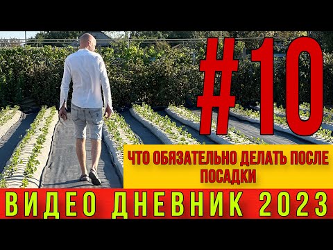 Видео: Что обязательно делать после посадки клубники.Видео дневник ЧАСТЬ #10