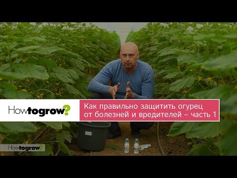 Видео: Как правильно защитить огурец от болезней и вредителей – часть 1