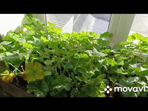 Видео: Пеларгонии осенью на подоконнике. Условия и уход.