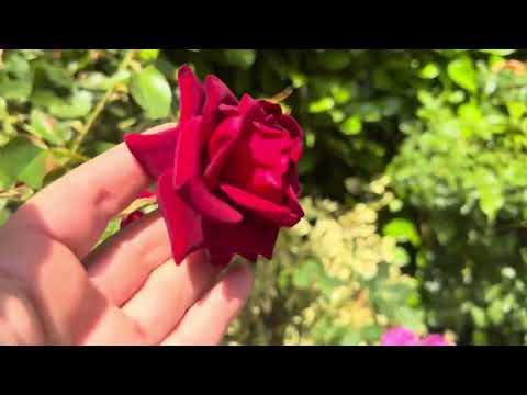 Видео: Уветение гортензии гиганская