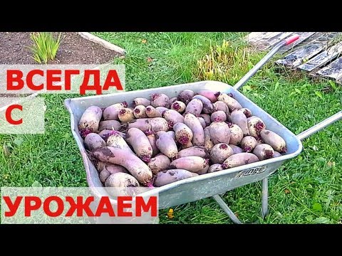 Видео: КАК ВЫРАСТИТЬ СВЕКЛУ - ОТ СЕМЯН ДО УРОЖАЯ