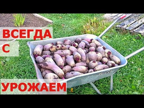 Видео: КАК ВЫРАСТИТЬ СВЕКЛУ - ОТ СЕМЯН ДО УРОЖАЯ