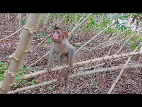 Видео: ОСТАНОВИТЕ ДЖОНА ‼️ он продолжает раскачивать ствол дерева с огромной радостью 😍
