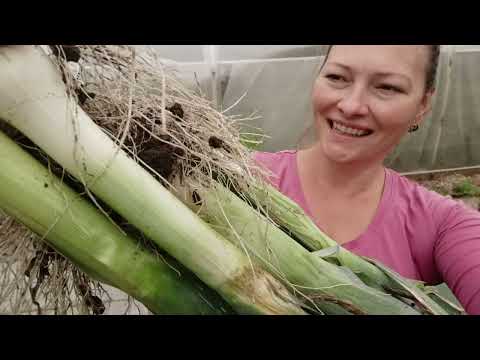 Видео: ТАК ПРОСТО СЕЮ ЛУК НА РАССАДУ | ГИГАНТСКИЙ ЭКСИБИШЕН И ПОРЕЙ ИЗ СЕМЯН