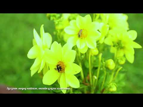 Видео: Ургамал төв - Түнхэл Буянт 2021