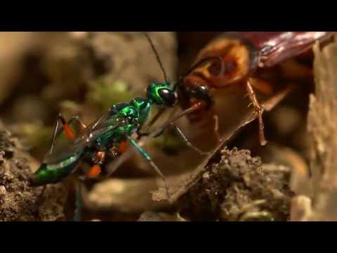 Видео: Красивая оса зомбирует таракана