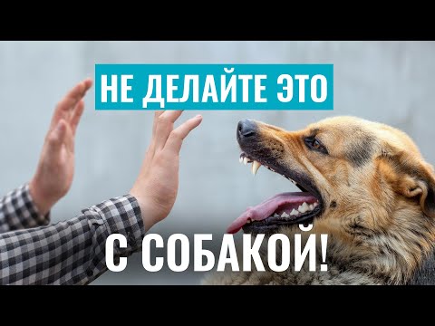 Видео: 😱 НЕ ДЕЛАЙТЕ ЭТО С СОБАКОЙ, ЧТОБЫ НЕ ПОКУСАЛА! Почему СОБАКИ КУСАЮТ и как избежать агрессии?