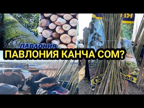 Видео: ПАВЛОНИЯ көчөт|| БААЛАРЫ канча?