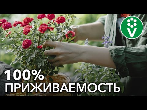 Видео: Как посадить РОЗУ весной? Учимся сажать розы по всем правилам