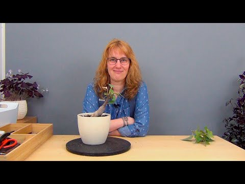 Видео: Брахихитон тополевый (ч.8).