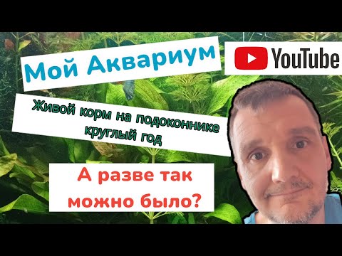 Видео: Мой аквариум. Как я развожу дафнию моину