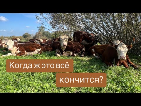 Видео: А когда это всё кончится? #герефорд #корова #ферма #заготовки#сено #сенаж #фермерство #хранение #кфх