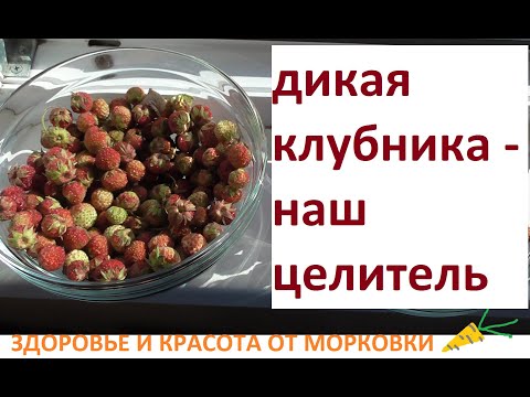 Видео: ДИКАЯ КЛУБНИКА, ЕЁ ОСОБЕННОСТЬ ДЛЯ ЧЕЛОВЕКА, УНИКАЛЬНАЯ ИНФОРМАЦИЯ