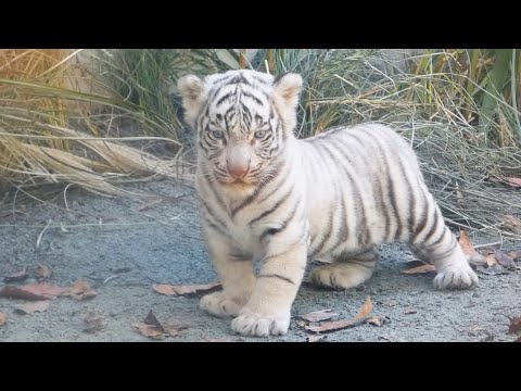 Видео: Сигуре плачет по маме — Её нежные объятия тронули всех ❤️