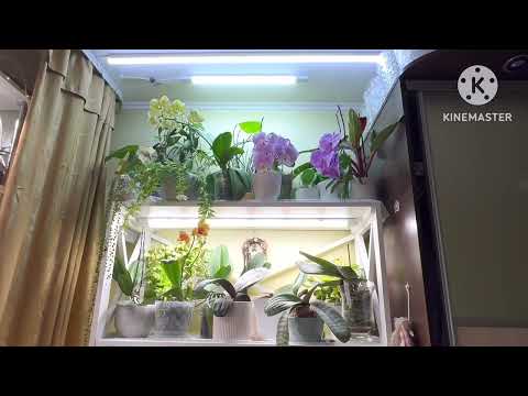 Видео: Нахожу цветоносы. Новый стеллаж для орхидей