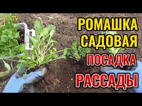 Видео: СИМВОЛ ЛЮБВИ, ВЕРНОСТИ И СЕМЬИ В МОЕМ ЦВЕТНИКЕ: ПОСАДКА РАССАДЫ РОМАШКИ САДОВОЙ ВЕСНОЙ