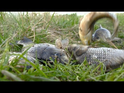 Видео: Рыбак Рыбаку 497 "Ловля карася поплавочными снастями".
