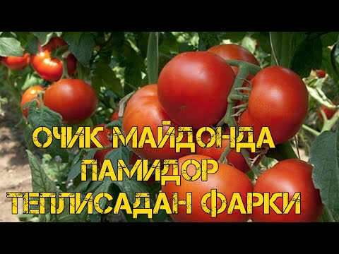 Видео: ОЧИК МАЙДОНДА ПАМИДОР ТЕПЛИСАДАН ФАРКИ