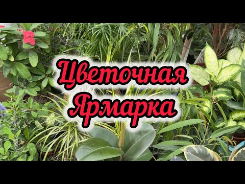 Видео: Цветочная Ярмарка, в Поисках Редкостей +Новинки