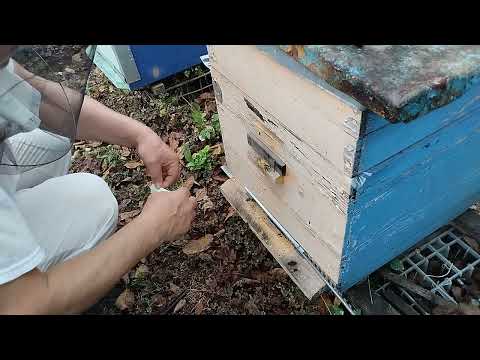 Видео: Полоски для фумигации с бипином.