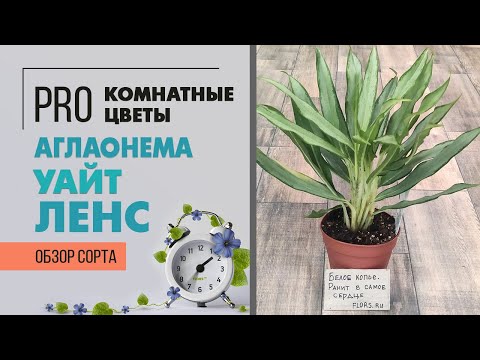 Видео: Аглаонема Уайт Ленс - элегантный сорт аглаонемы для комнатного озеленения. Обзор сорта.