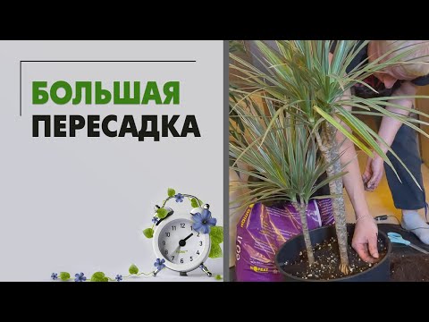 Видео: БОЛЬШАЯ пересадка крупномеров  |  Растения из офиса, которые заливали чаем и кофе