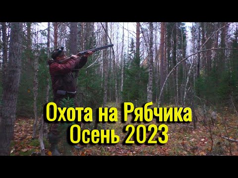 Видео: Охота на Рябчика Осень 2023. Рябчик на манок. Я и не ожидал такой охоты.