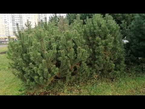 Видео: Сосна черная (Pinus nigra), сосна горная форма Древовидная (Pinus mugo var. Uncinata) - 2