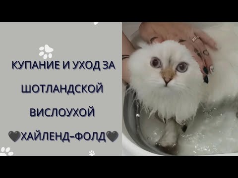 Видео: Купаю нашу кошечку Грейс шотландскую вислоухую Хайленд -фолд, готовлю ей вкусный паштет! Мрр мяу! ❤