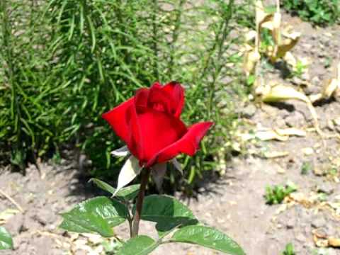 Видео: Троянда Мадам Дельбар