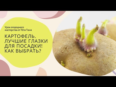 Видео: Картофель. Лучшие глазки для посадки.