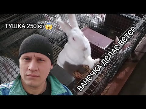 Видео: КРОЛІВНИЦТВО ПРОГРЕСУЄ. ОСІНЬ ВАКЦИНУЮ КРОЛИКІВ!