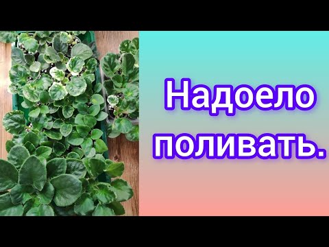 Видео: Детки фиалок./ Надоело поливать. Решила поступить с ними по другому.