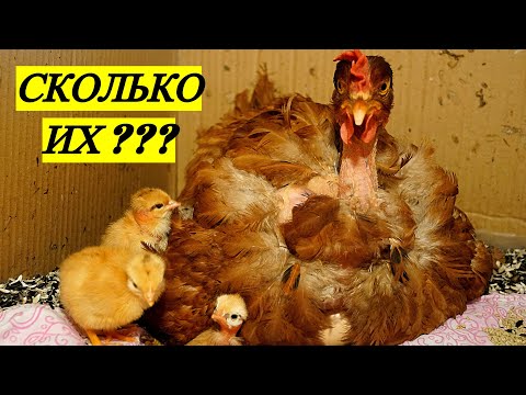 Видео: ЦЫПЛЯТА ВЫЛУПИЛИСЬ У НАСЕДКИ КУРИЦЫ / ЧТО ДАЛЬШЕ ДЕЛАТЬ ???