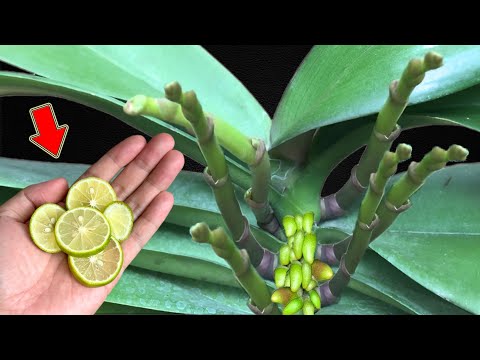 Видео: Всего 1 тонкий срез! Сотни веток орхидеи цветут круглый год!