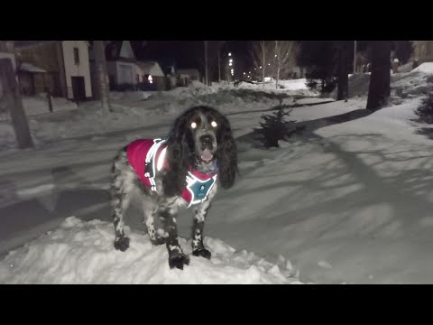 Видео: Вечерняя прогулка с собаками 🐾 Хаски и спаниель