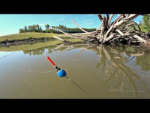 Видео: Рыбалка на утренней зорьке на поплавок. Ловля на маховую удочку.