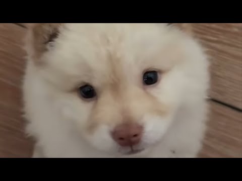 Видео: Брошенный щенок, запертый в клетке, получил второй шанс на любовь