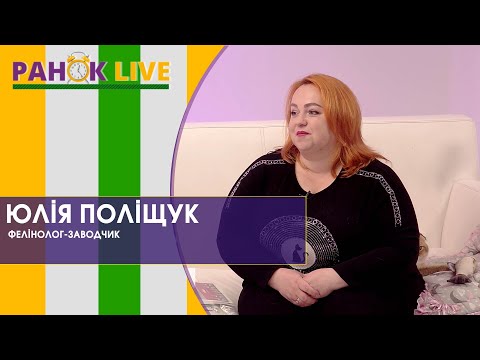 Видео: Шотландські котики: характер, догляд та інші особливості породи | Ранок LIVE