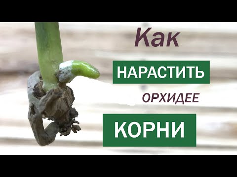 Видео: Как НАРАСТИТЬ КОРНИ орхидее ВСЕГО за МЕСЯЦ? Отличный РЕЗУЛЬТАТ на примере орхидеи Ванда!