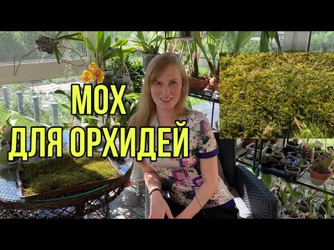 Видео: В этом мхе корни орхидей прут! Чем отличается мох для орхидей