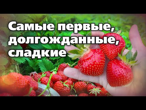 Видео: Ранние сорта клубники. Проверены на Урале