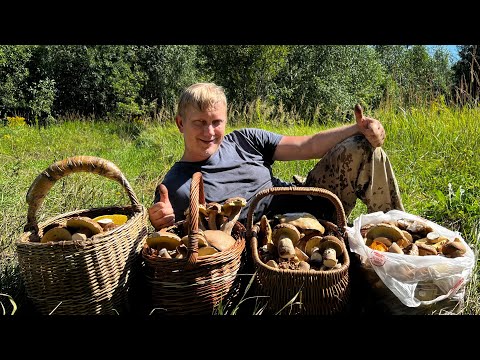 Видео: КУРШЕВЕЛЬ , КУШАРЕЛЬ , АПШТЕРПЛОКЕНДАЛЬ ! ГРИБНИКИ РАСПЛАВИЛИСЬ НА ЖАРЕ + 32 НО БЕЛЫЕ ГРИБЫ СОБРАЛИ!
