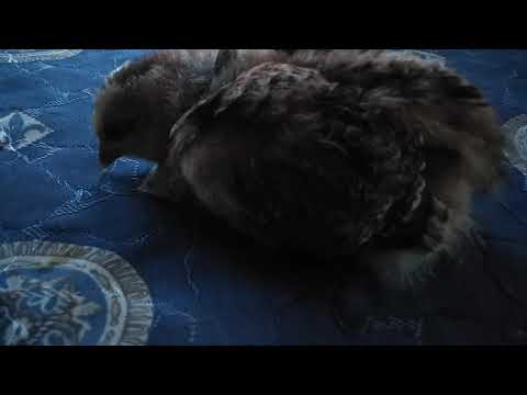 Видео: От чего чаще всего умирают цыплята.