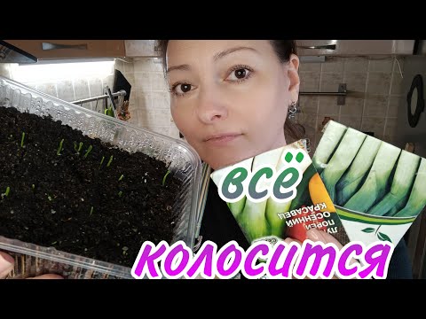 Видео: УРА! ПЕРВЫЕ ВСХОДЫ ЛУКА ПОРЕЙ ИЗ СЕМЯН  | ГОТОВЛЮ ЛУК НА ЗЕЛЕНЬ | МОЙ ФИРМЕННЫЙ СПОСОБ ВЫГОНКИ ЛУКА