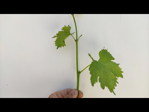 Видео: ЭФЕКТИВНЫЙ СПОСОБ ПАСЫНКОВАНИЯ!🍇🍇🍇Тел. +79054033245, WhatsApp и Viber +79528500417.